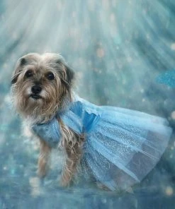 TRISH SCULLY HOME QUEEN OF THE KINGDOM FLUFFY DOG COSTUME