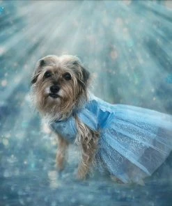 TRISH SCULLY HOME QUEEN OF THE KINGDOM FLUFFY DOG COSTUME